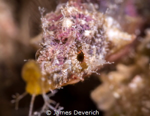 Winged pipe fish by James Deverich 